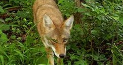 UWI camtrap1 coyote 16.jpg